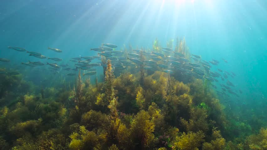 Sunlight underwater with seaweed and fish schooling (bogue) in the Atlantic ocean, natural scene, Spain, Galicia, Rias Baixas, 59.94fps | Shutterstock HD Video #1110843785