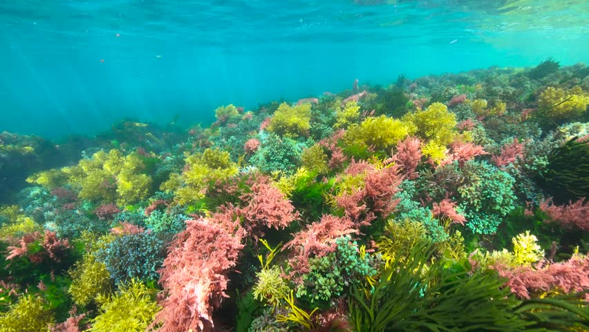 Various colorful seaweed underwater in the Atlantic ocean in shallow water, natural scene, Spain, Galicia, Rias Baixas, 59.94fps | Shutterstock HD Video #1110843795