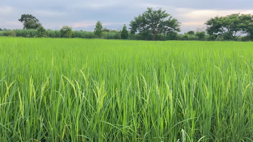 Vast, lush green rice fields are fully filled with ripening rice grains. Grass swaying in the wind in slow motion. Royalty-Free Stock Footage #1110847915