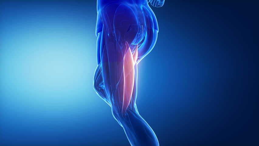 Biceps Femoris - Leg Muscles Stock Footage Video (100% Royalty-free