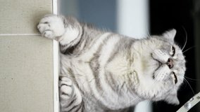 A gray tabby cat sits happily in front of the house. It sniffed the air in an adorable manner. Vertical cat video,vertical view.