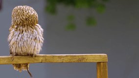 Close up of small owl sitting down and looking around