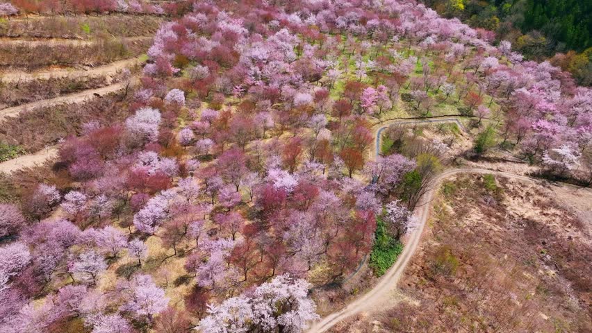 Spectacular view of the cherry blossom garden. Japanese tourist attraction. Drone aerial view. Royalty-Free Stock Footage #1110855861