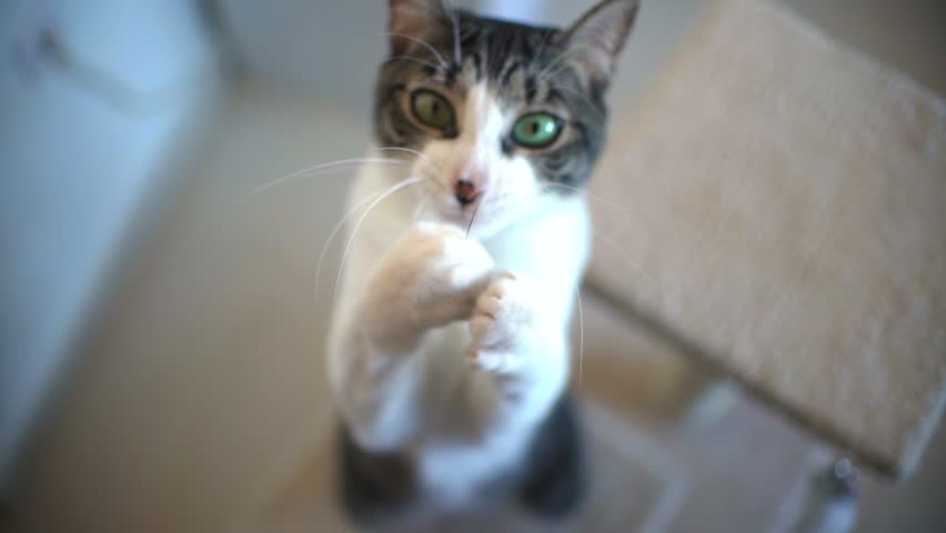 cat playing with string at home in slow motion. Playful domestic pet kitty indoor at house