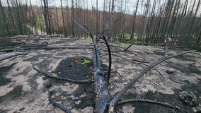 Drone view entering forest wildfire aftermath in Sudbury, Ontario, Canada
