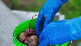 Hands in rubber gloves wash the harvest of red beets in a bucket of water, close-up. Home grown red beets - Powered by Shutterstock - Get 15% off with code: PIKWIZARD15