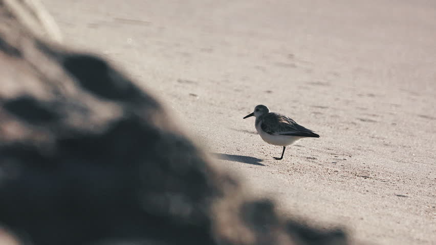 Injured sanderling on the beach in high speed slow motion