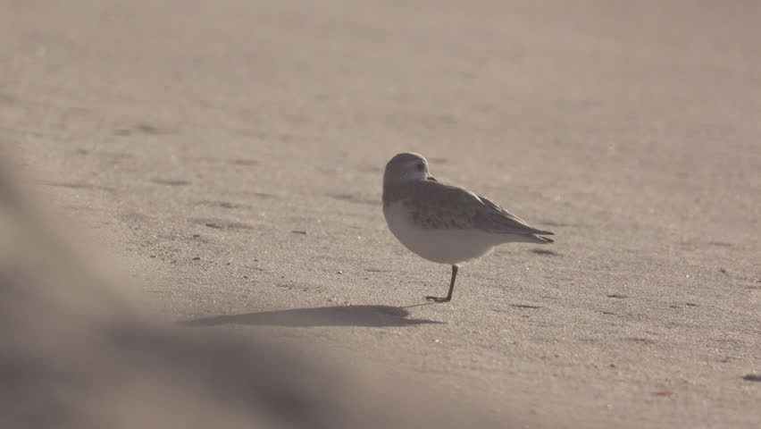 Injured sanderling on the beach, bird hops out of frame high speed slow motion