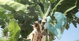 Bananas ripening in bag on tree outdoor, close up. Accelerated ripening of bananas. Bananas in plastic bag hang on tree in green leaves under sunlight. Agricultural cultivation of fruits in tropics