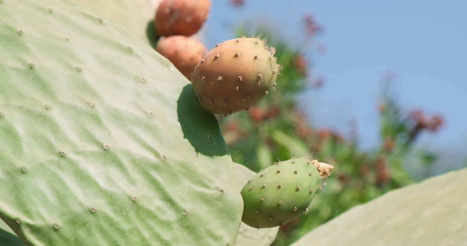 Close up, cactus fruits ripen in sunlight. Opuntia ripe on bright blue sky background. Raw prickly pear grow in green succulent cactus leaves. Spiny cactus fruit growing in sunny nature background