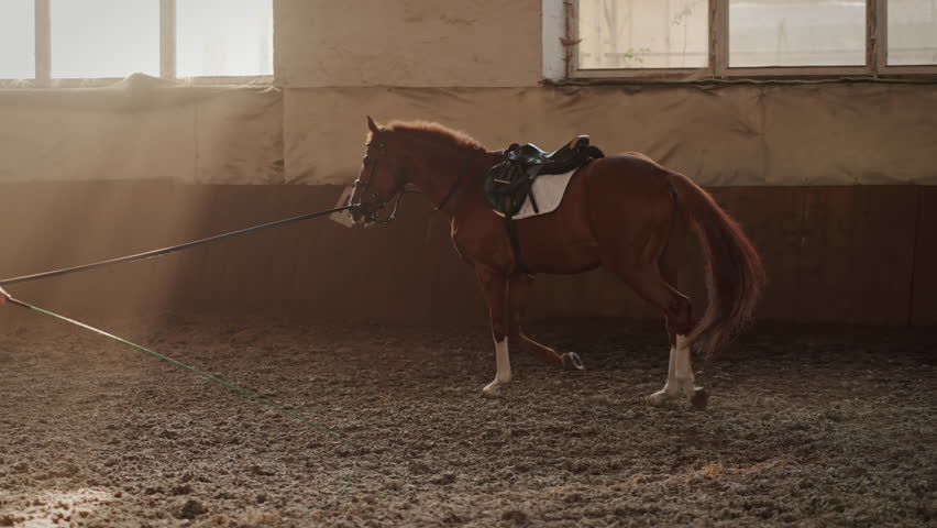 Thoroughbred brown horse on leash runs around woman trainer on sunny sports arena. Horsewoman schools young dedicated racehorse in stadium building