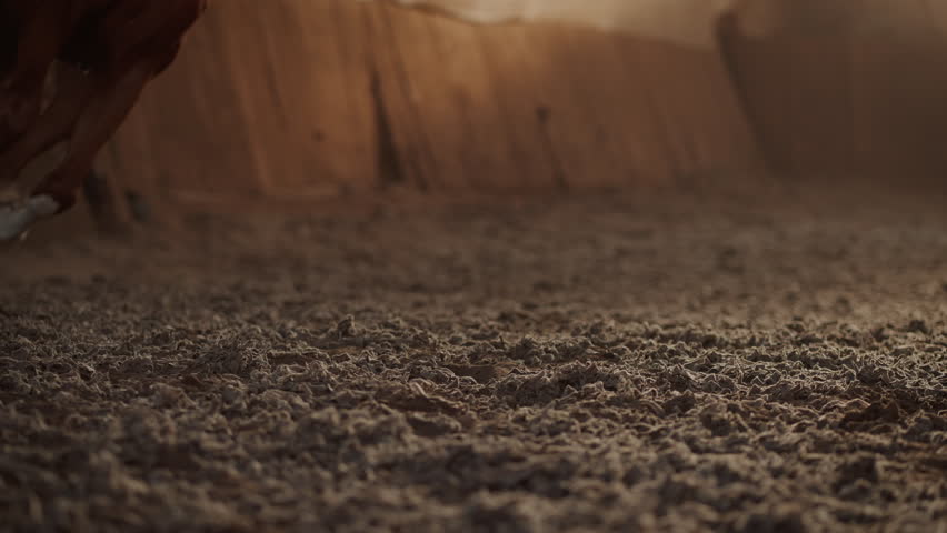 Strong horse legs with white socks running around instructor on indoor sports arena closeup. Fast racehorse exercises galloping with trainer at stadium