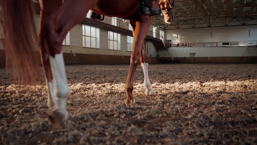 Tranquil brown horse with rider on back walks along indoor sports ground. Trained thoroughbred equine animal legs with white socks at riding school