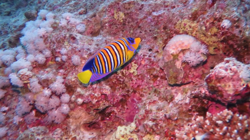 Swimming tropical fish - the royal angelfish (Pygoplites diacanthus). Tropical coral reef, underwater video from scuba diving. Marine life, vivid fish in the ocean. | Shutterstock HD Video #1110868893