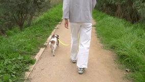 Relaxing weekend autumn walk with pet. Young woman in white jeans walking unhurried countryside nature with dog Jack Russell terrier on leash. Video footage. narrow path. following view from the back
