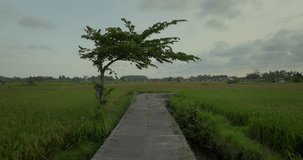  Road in Ready Rice in Terrace, Ubud, Bali, Indonesia. Drone view of Bali.