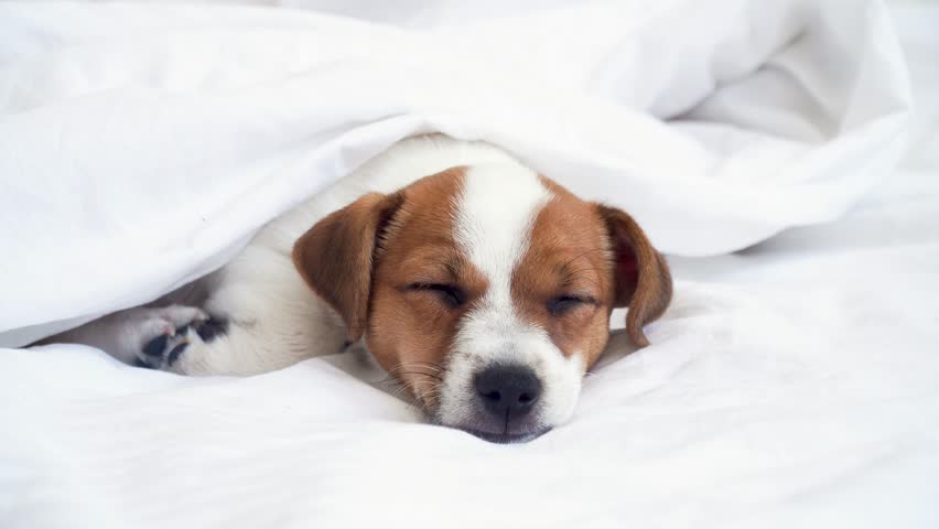 Little white Puppy Dog of the Jack Russell breed is sleeping Royalty-Free Stock Footage #1110874651