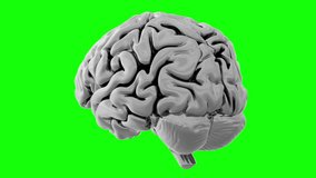 Loopable 3D animation of a spinning human brain made of shiny silver metal to symbolize the concept of artificial intelligence. Isolated on a green screen background. - Powered by Shutterstock - Get 15% off with code: PIKWIZARD15