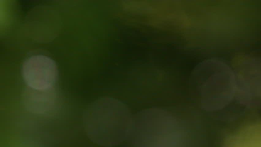 Blurry bokeh of a evergreen tree in slow-motion, sun shining through the tree. Background loop