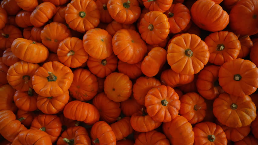 Pumpkin harvest of various pumpkins Orange shapes and sizes. move camera shot