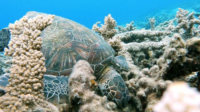 A Juvenile Sea Turtle feeding in Crystal Clear Ocean- Underwater, Closeup
