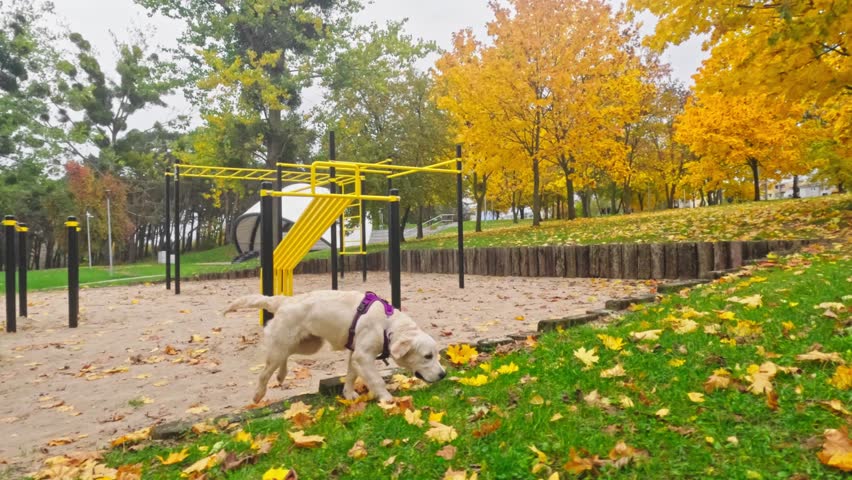 Funny Cute Golden Retriever Dog Puppy Enjoys Adorable Happy Playtime Outdoors