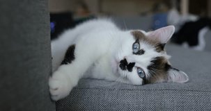 Beautiful blue-eyed white cat during the daytime resting on the sofa after lunch. Pet care concept, slow motion video.