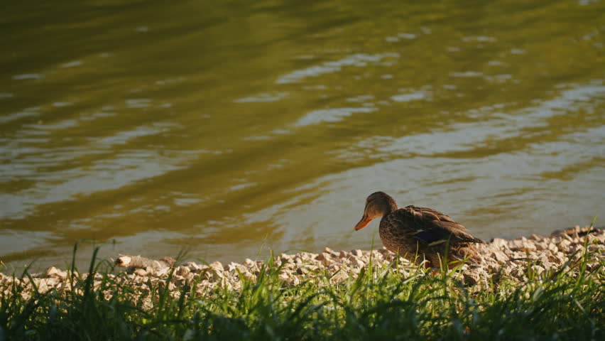 Duck swimming on the beautiful lake close-up. The sun falls on a pond in a lovely park. A view of water with sunshine