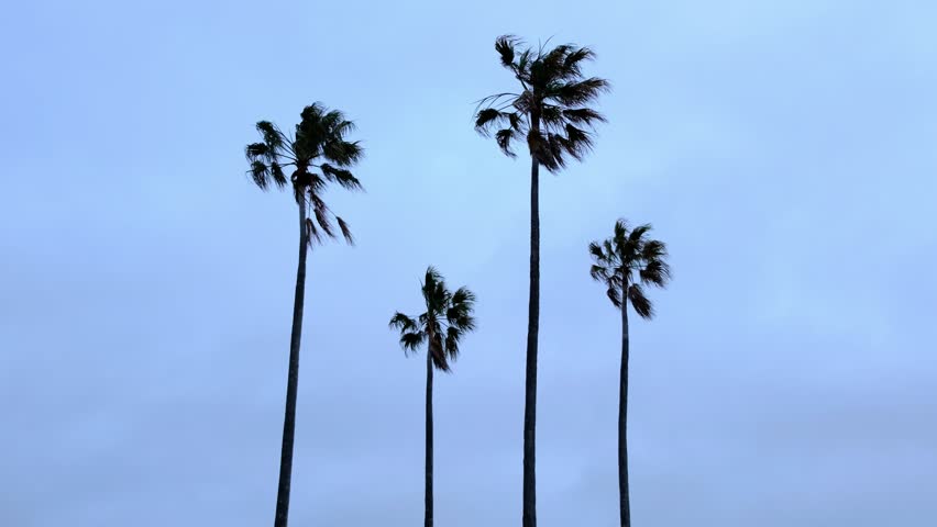 Four tall thin palm trees silhouettes on the cloudy day | Shutterstock HD Video #1110895185