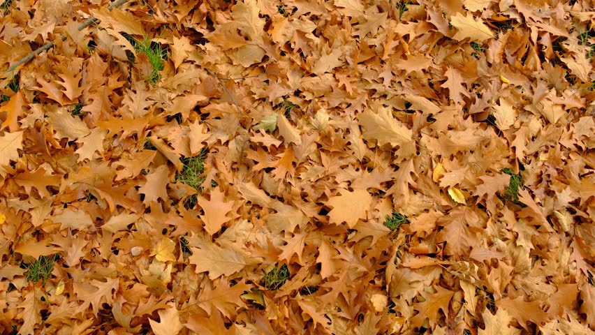 Brown, autumn Oak leaves on the ground, top view. | Shutterstock HD Video #1110895533
