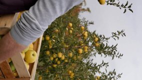 A young adult gardener walking through the orchard past the apple trees and holding a wooden box filled with yellow ripe apples in his strong hands. Apple harvest. Vertical video, side view