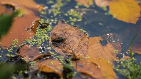 A small frog jumps into the water over the yellowed leaves in the pond. Slow motion.