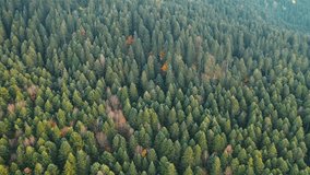 Aerial view of the forest in Yedigoller National Park. Trees with green and yellow leaves. Bolu, Turkey.