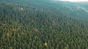 Aerial view of the forest in Yedigoller National Park. Trees with green and yellow leaves. Bolu, Turkey.