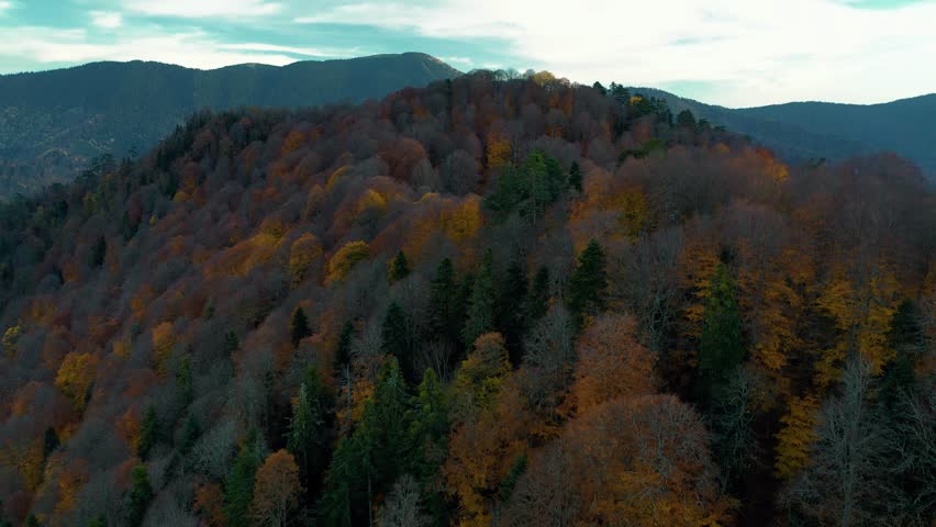 Autumn trees. Drone views autumn deciduous forest in yellow and orange colors from above. Forest with colorful leaves on a calm autumn day.