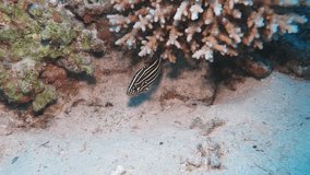 Tropical fish - striped grouper (Epinephelus latifasciatus) hiding under the coral reef. Swimming fish and corals, underwater video from scuba diving. Marine life in the tropical ocean.