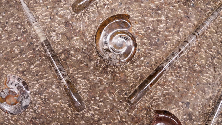 Detail of a slab with fossilized polished ammonite and orthoceras fossils from the Sahara desert in Morocco. 4k footage.