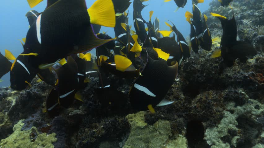 Group of King Angelfish eating algae of a coral reef. | Shutterstock HD Video #1110900109