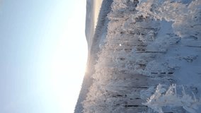 Vertical video. Aerial view of snowy trees in the frosty mountain forest at sunrise.