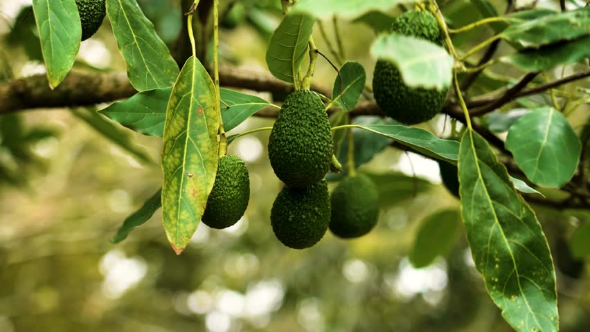 Green ripe avocado fruits hanging on a Persea americana tree close up