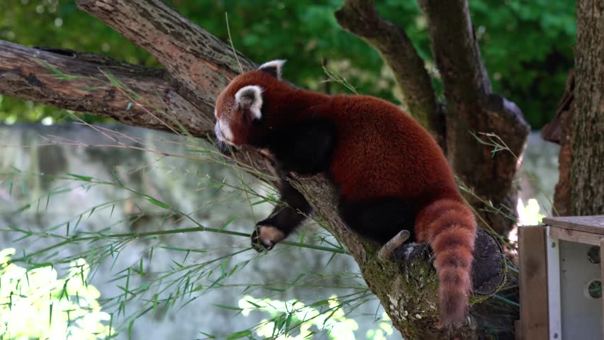 The red panda, Ailurus fulgens, also called the lesser panda and the red cat-bear sitting on a tree.