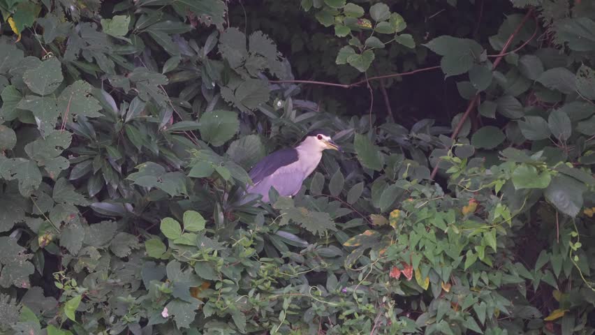 black crowned night heron in a pond