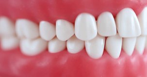 White beautiful even teeth with correct bite on artificial jaw. Dental clinic services concept