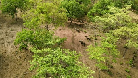 Buffalo, wilderness or drone in trees safari trip or animal adventure, field or nature reserve. Bison, herd or aerial of game land or rural environment for outdoor indigenous, conservation or habitat Stockvideó