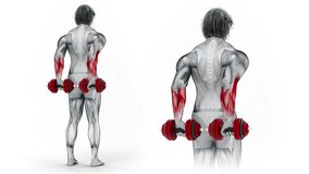 Dumbbell Behind Back Finger Curl-3D (201)-
Anatomy of fitness and bodybuilding with distinct active muscles-
150 frame Animation + 150 frame Alpha Matte