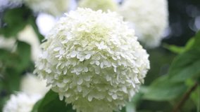 White hydrangea , hortensia in a magical fresh garden, white and green ambience, perfect for a wedding day