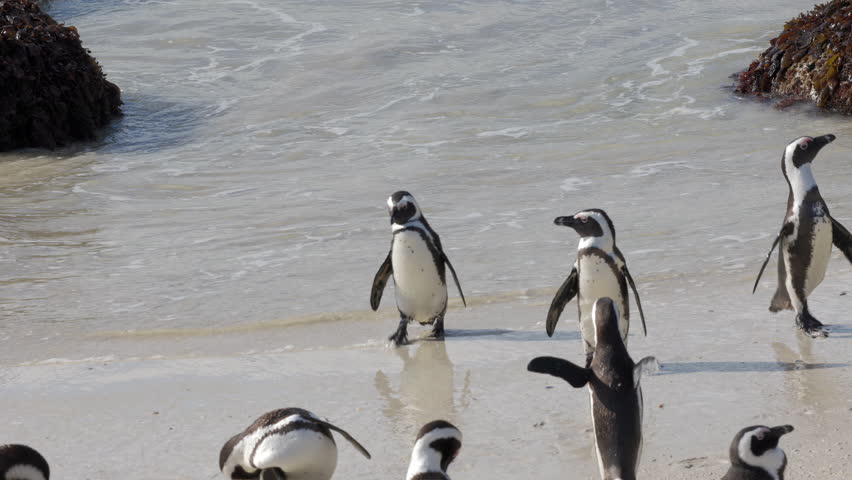 Colony of african penguins getting out of water and drying and cleaning themselves in the sand of Boulders Beach, Cape Peninsula, South Africa