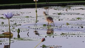 Bird or Brown Birds are walking in the lotus pond over lotus leaf to finding insect for food with blur background focus. Moving camera follow the bird to get activites.