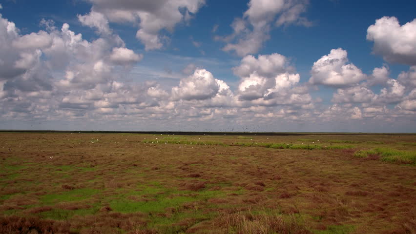 Aerial: Drone Forward Panning Shot Of Flock Of Birds Flying In Meadow Under Cloudy Sky On Sunny Day - Bayou, Louisiana