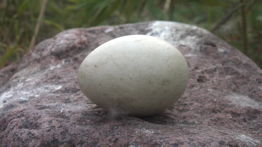 Oology. Greylag goose (Anser anser) a separate egg (from 4 eggs clutch) at the hatching time, a piece of fluff from the nest. Baltic sea, Finnish Gulf
